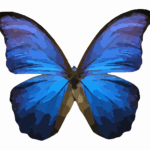 Blue butterfly